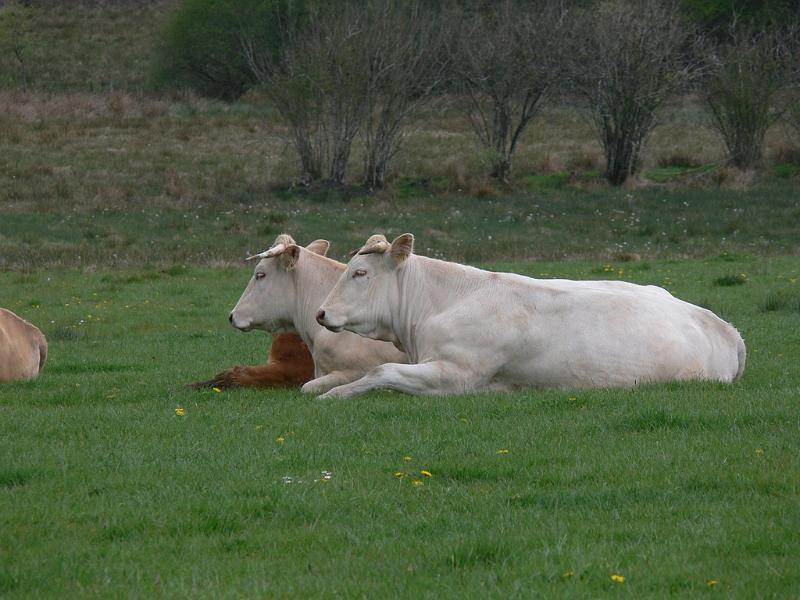 Mont Saint Michel 2010 - 302.jpg